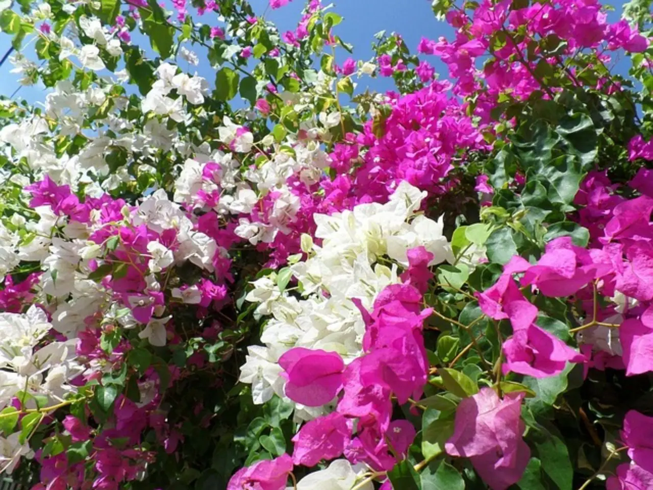 Quali sono i colori di fioritura della Bougainvillea specto-glabra? La risposta ti sorprenderà