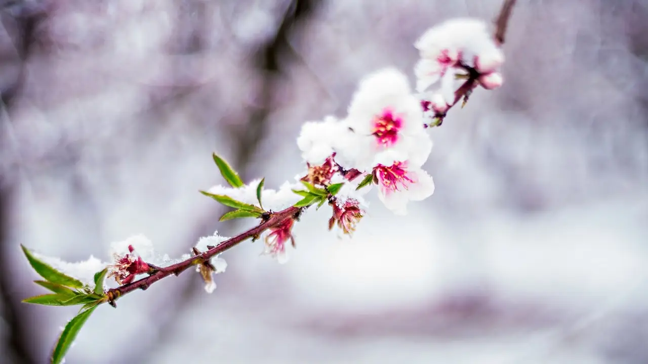 Il fiore sorprendente che sboccia anche sotto la neve: ecco perché porta fortuna