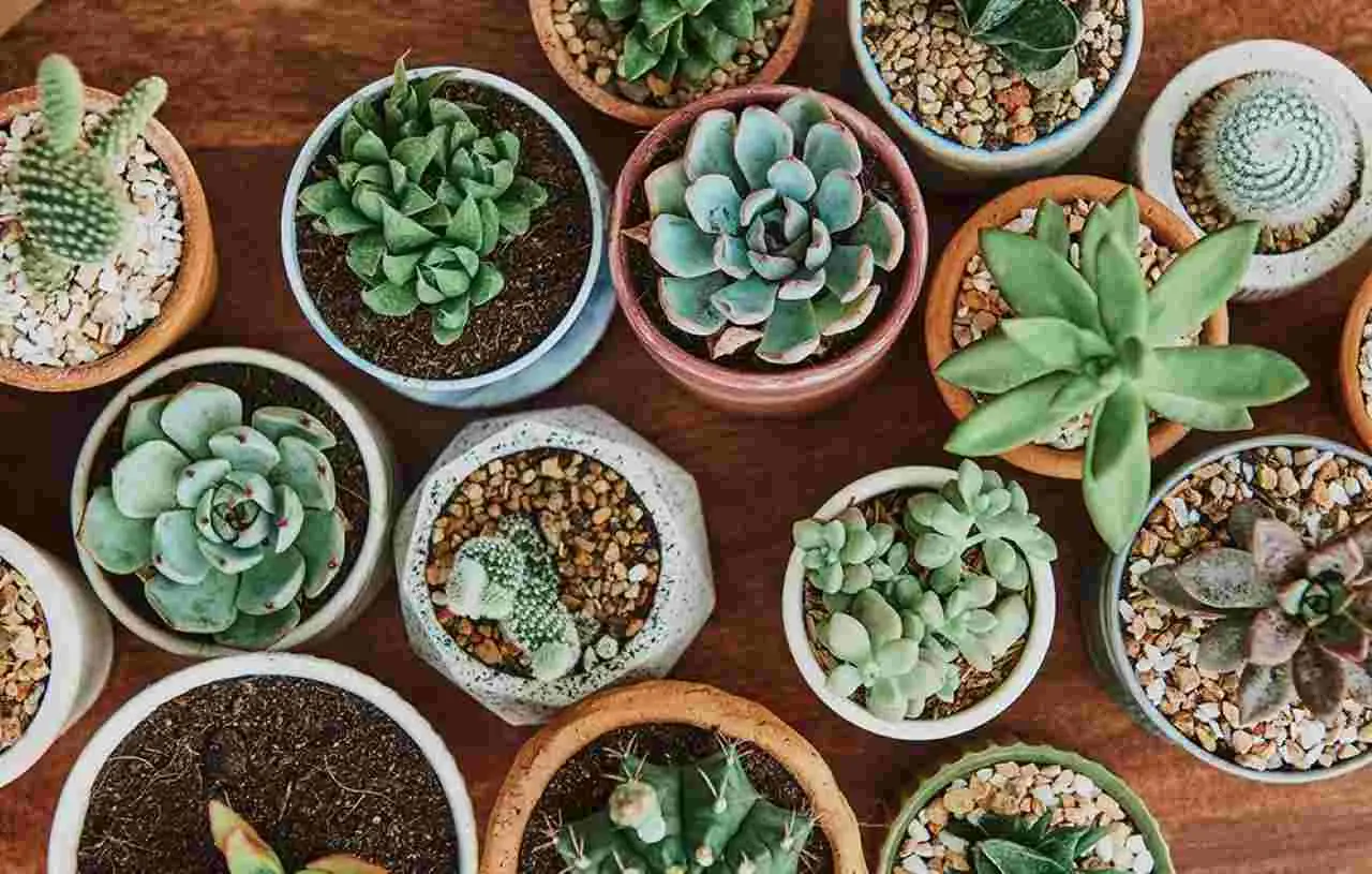 Non serve il sole per queste piante grasse: ecco quali resistono benissimo all’ombra