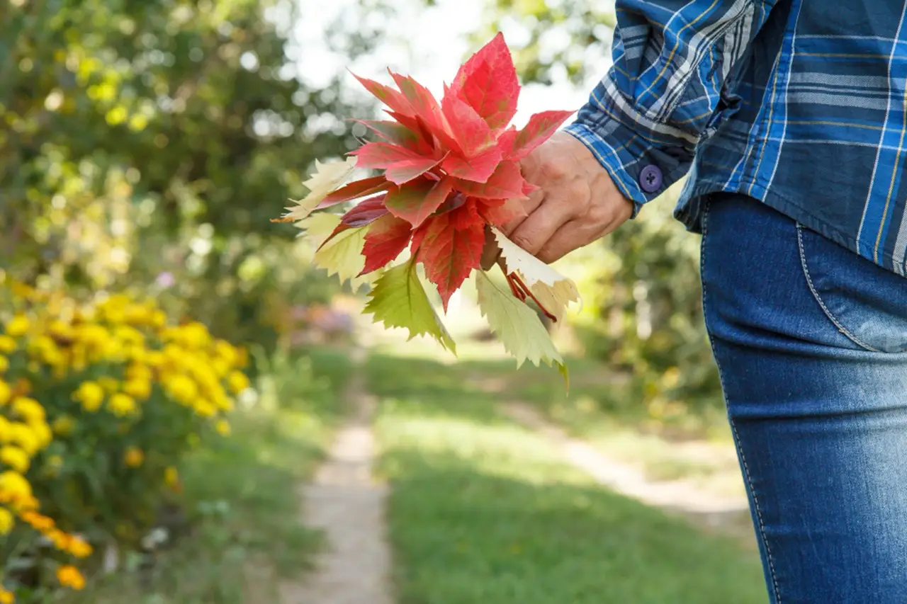 Piante che non perdono le foglie in autunno: ecco il nome esatto di questa categoria
