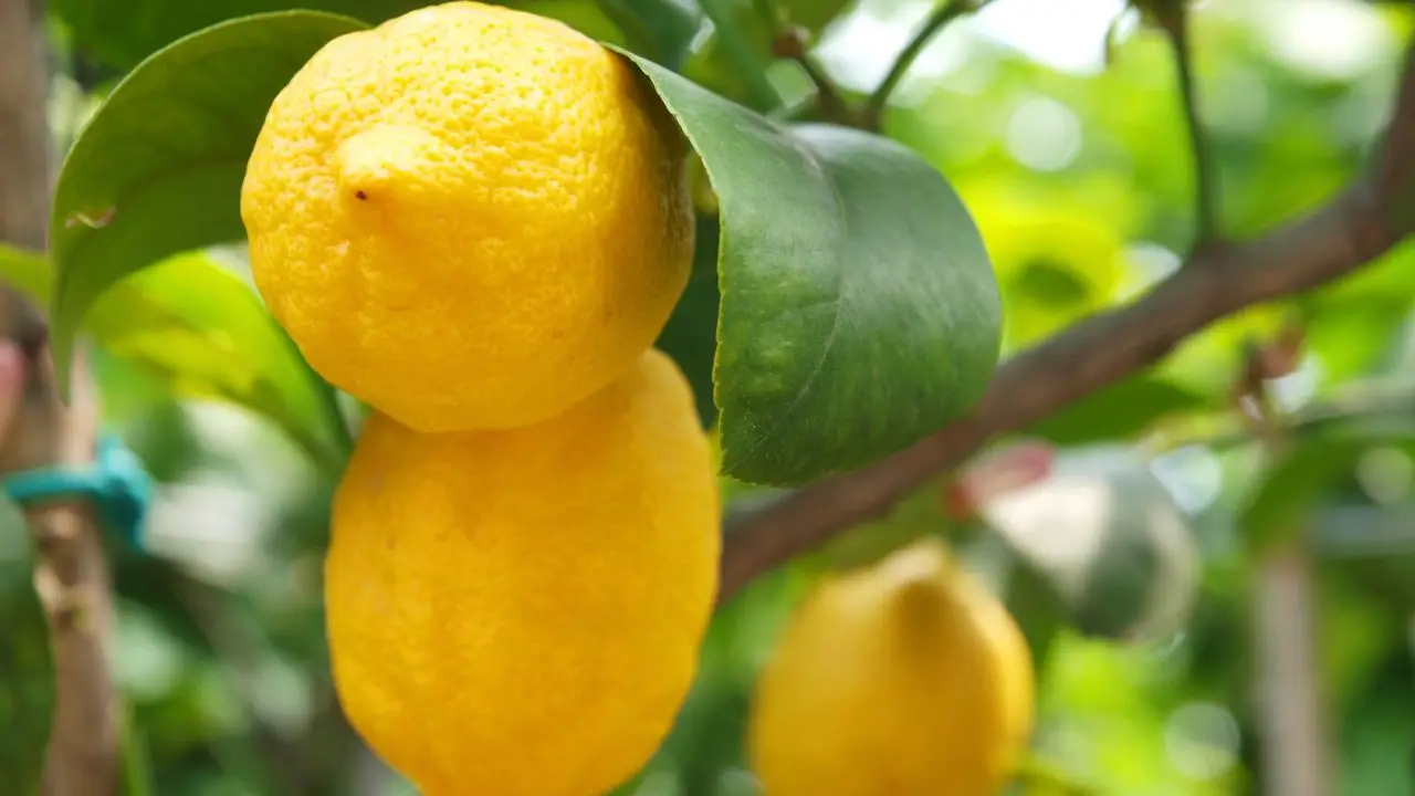 Allarme bolla del limone: se la vedi devi intervenire subito con questo rimedio