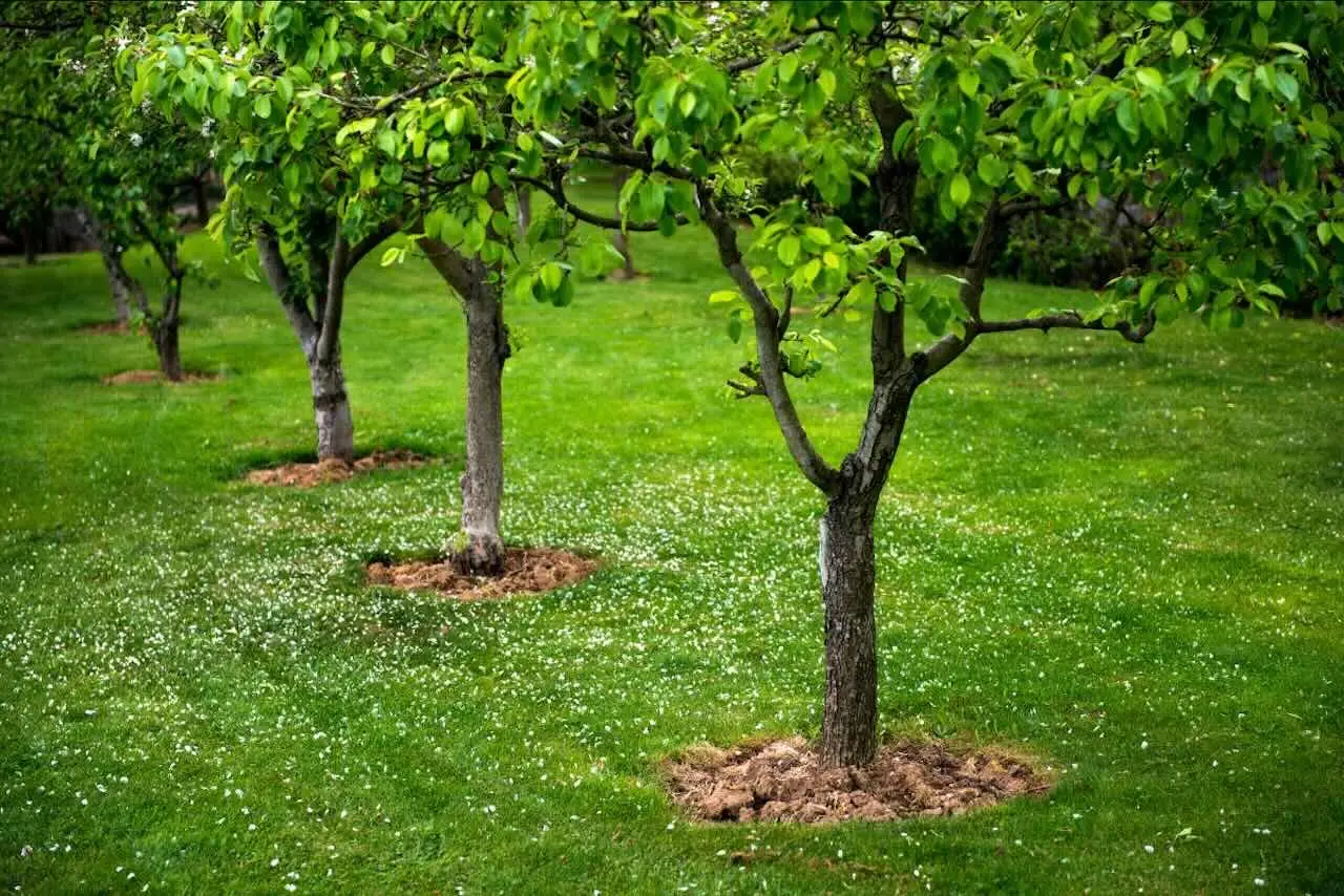 Non piantare alberi a novembre prima di sapere questa cosa fondamentale sul terreno