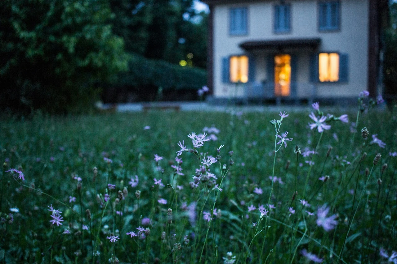 Vuoi un profumo intenso in giardino di notte? Ecco la pianta sorprendente che lo diffonde