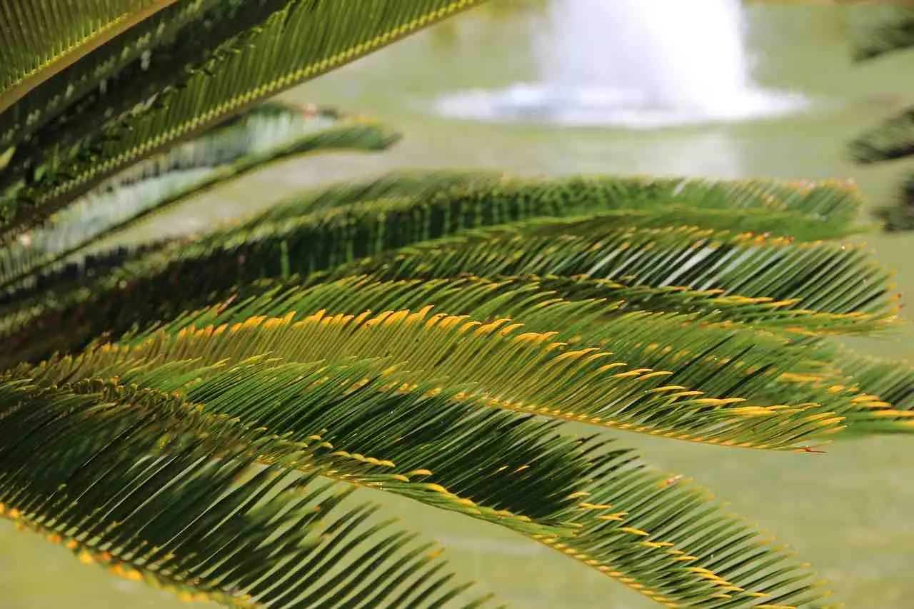 Non interrare la tua Cycas in questo periodo: ecco quando farlo per non ucciderla