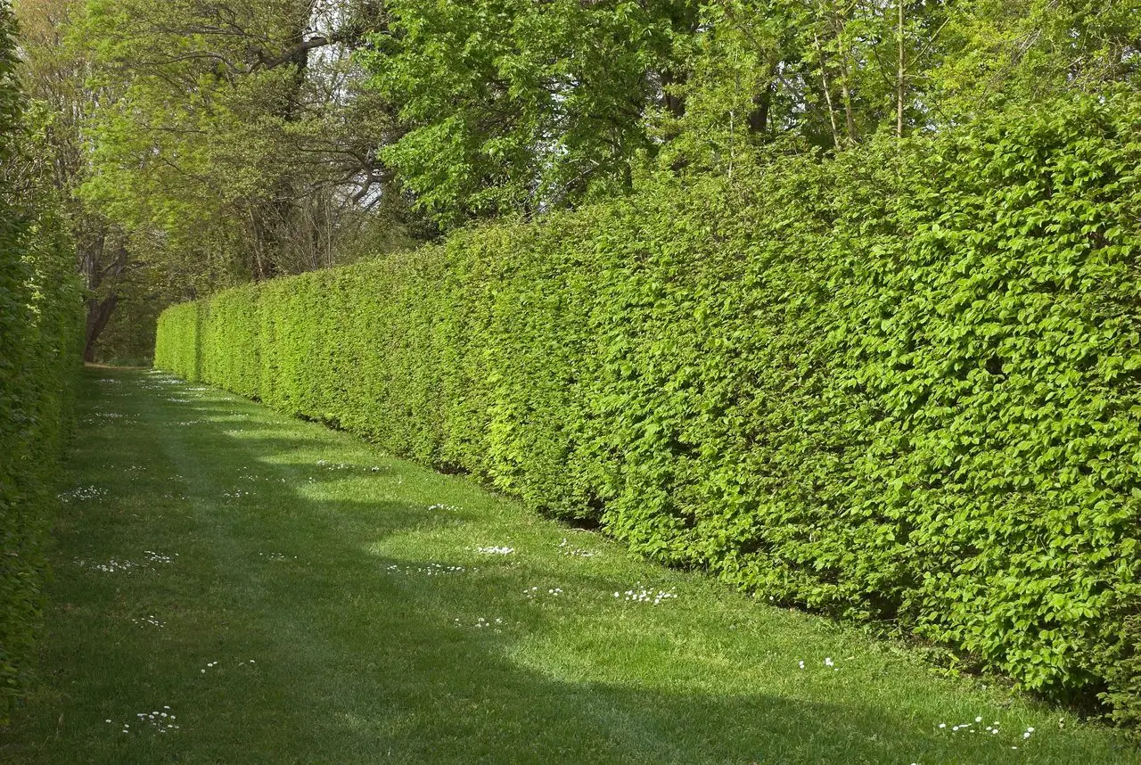 Qual è un arbusto molto usato per formare siepi? Ecco la risposta che non ti aspetti