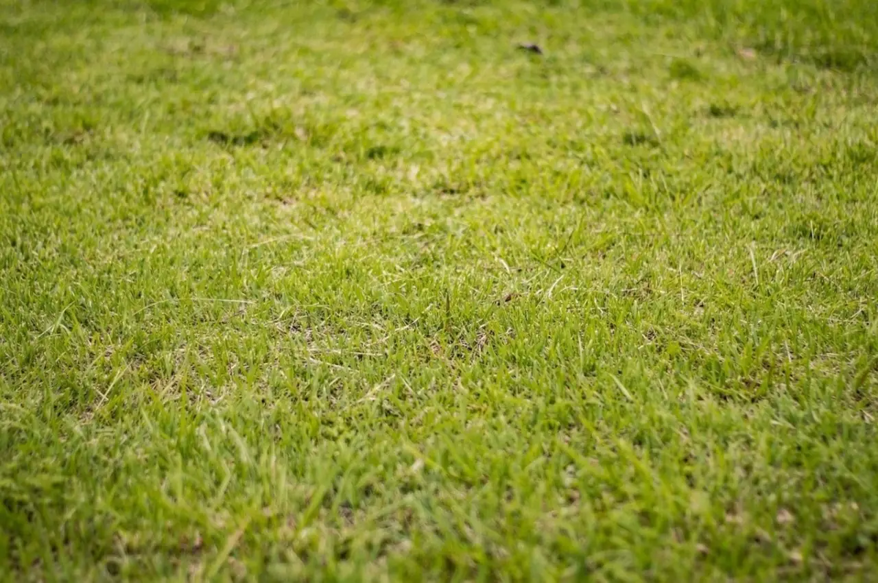 Salva il tuo prato scegliendo l’arieggiatore giusto: ecco come non sbagliare l’acquisto