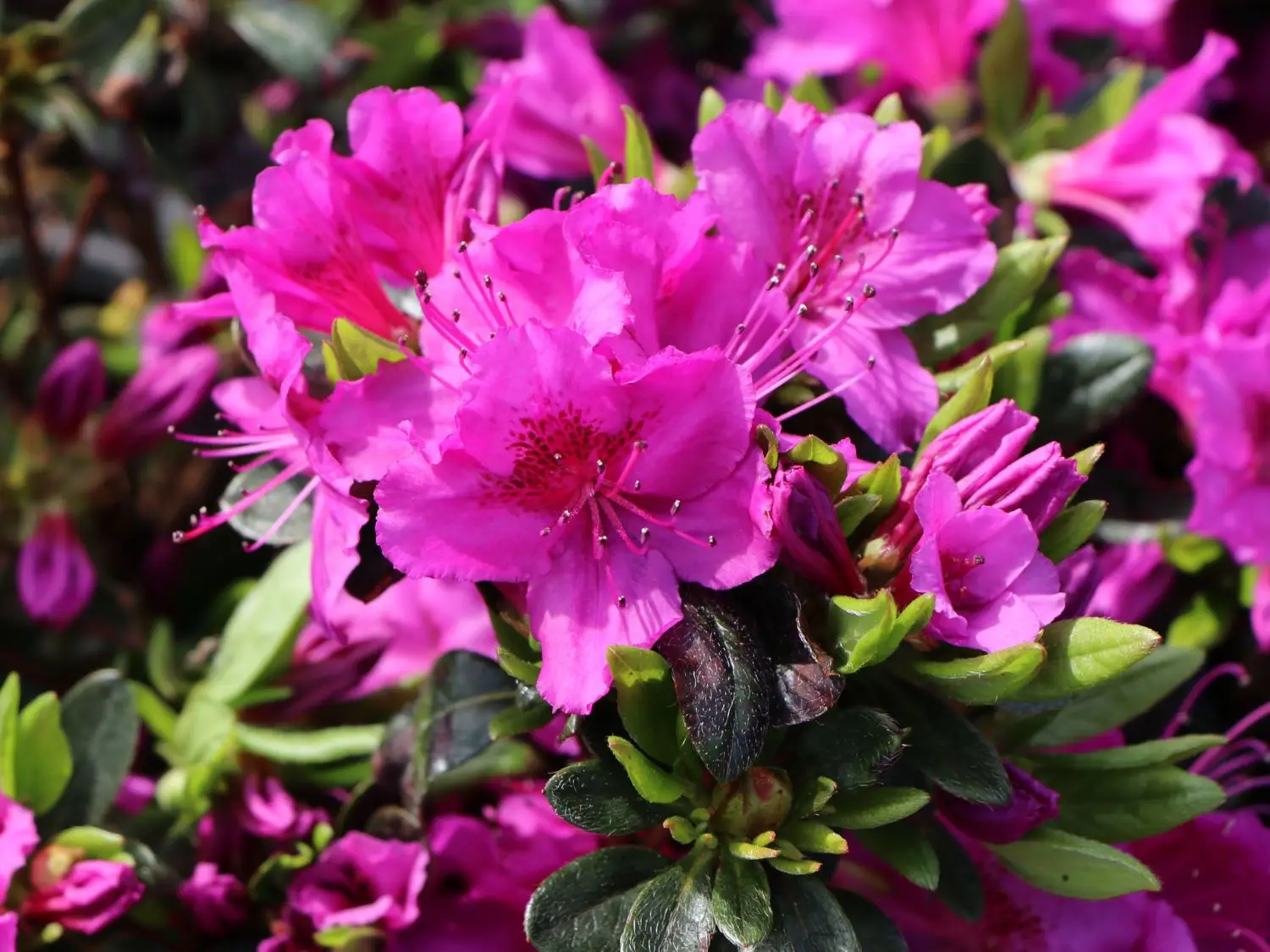 Azalea: pianta da interno o da esterno? Ecco dove posizionarla per farla vivere