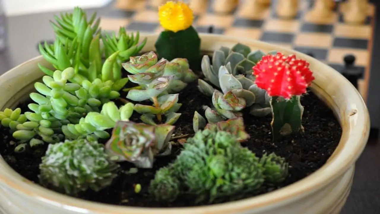 Piante per terrario aperto: scegli queste per creare un angolo verde senza fatica