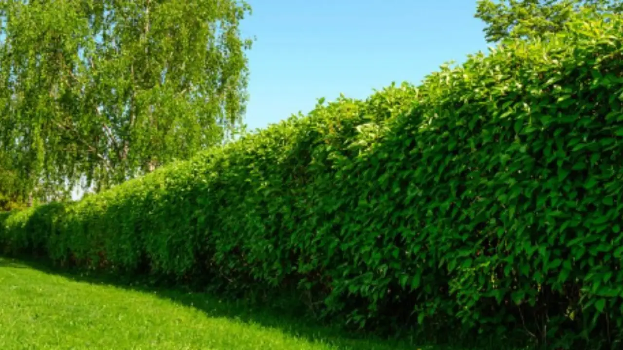 Piante da siepe: le migliori per la privacy