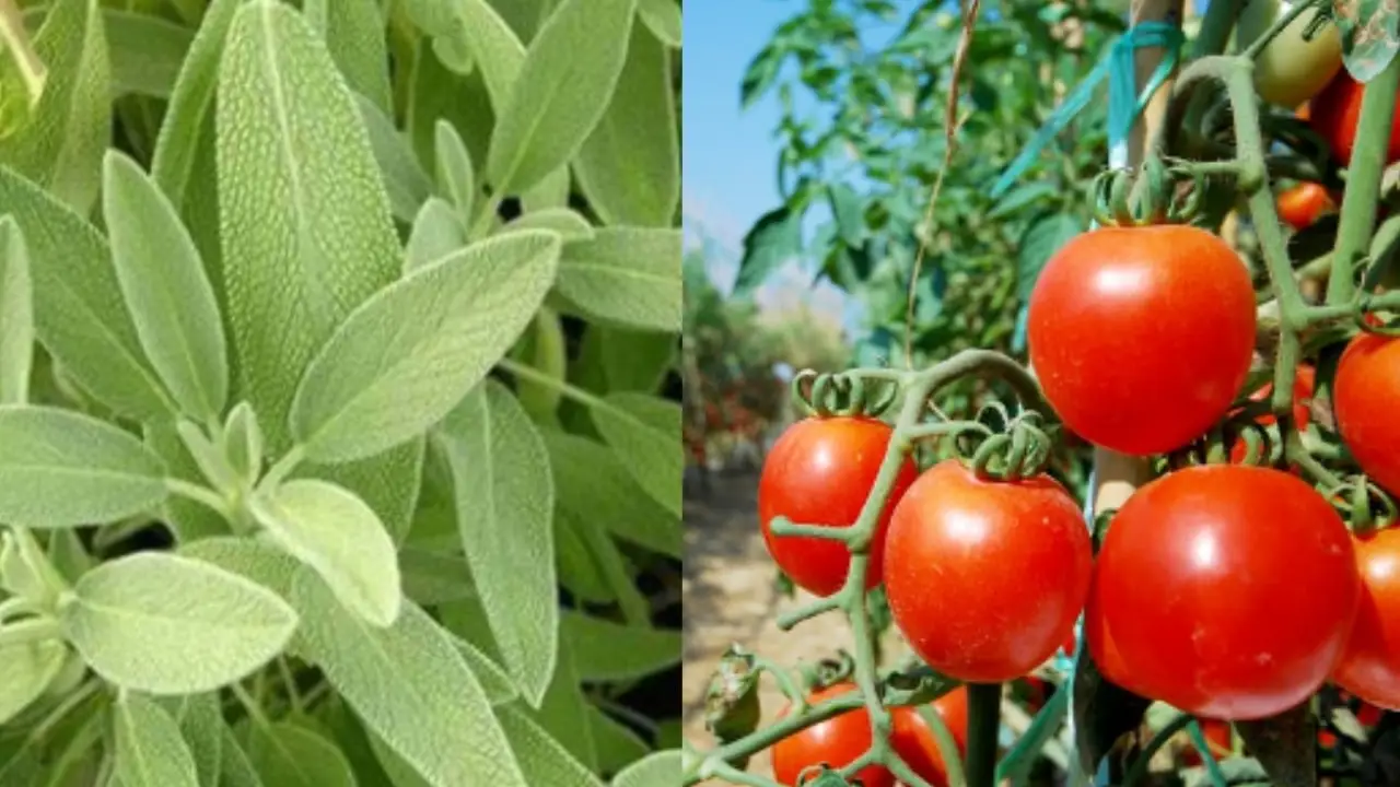 Piante che crescono bene vicino ai pomodori