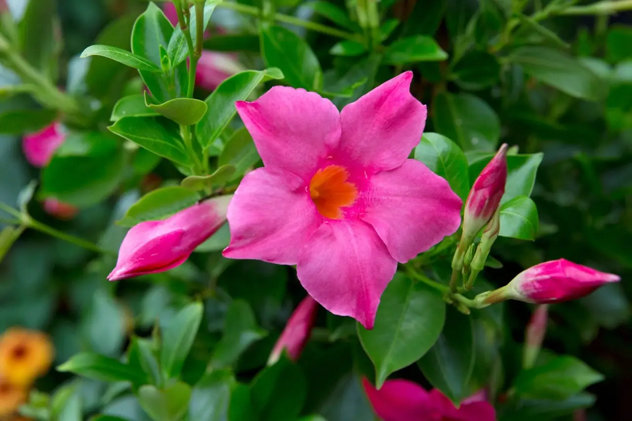 Non commettere questo errore comune se vuoi una dipladenia rigogliosa fiorita in vaso