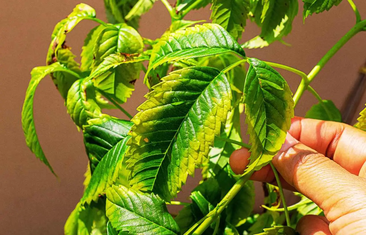 Come riconoscere i segni della mancanza di acqua