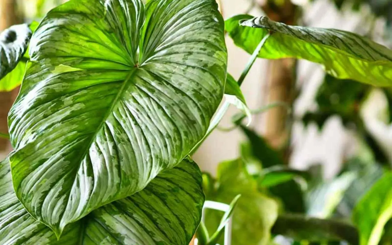 Quali sono le piante con le foglie più strane e decorative? Le regine del foliage