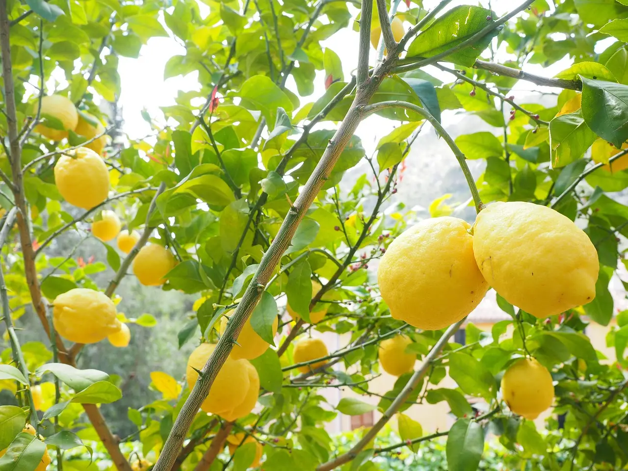 Il tuo limone non fa frutti? Ecco il concime naturale fai da te che lo fa esplodere